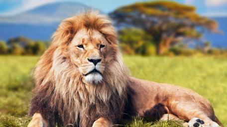 Majestic Lion in Serengeti wallpaper