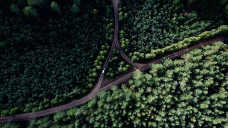 Lush Forest Pathways from Above wallpaper
