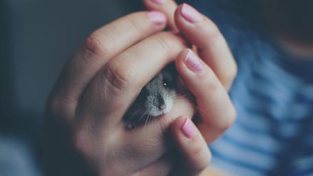 Hamster in hands wallpaper