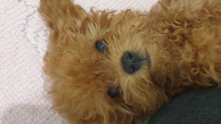 Adorable Fluffy Puppy Wallpaper wallpaper