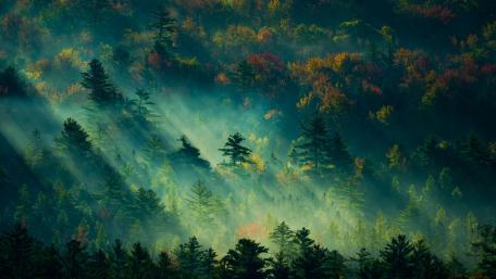 Sunlit Woodland Serenity wallpaper