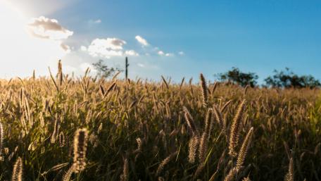 Golden Horizon Over Lush Grassland Field wallpaper