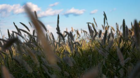 Serenity in Tall Grass Under Blue Skies wallpaper
