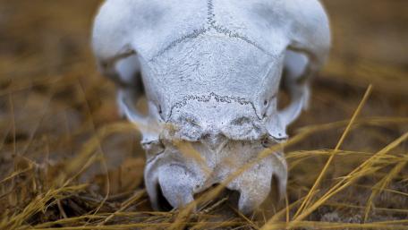 Goat skull wallpaper