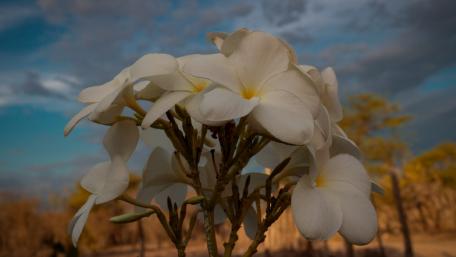 Elegant White Blooms of Brazil wallpaper
