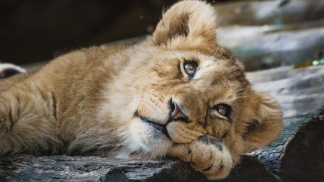 Majestic Lion Cub Relaxing in Nature wallpaper