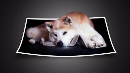 Cozy Shiba Inu Relaxing Wallpaper wallpaper