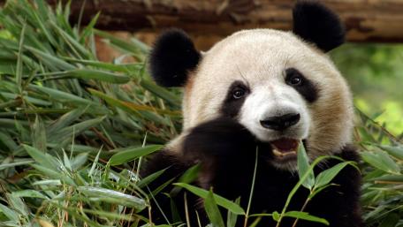 Adorable Giant Panda Munching Bamboo wallpaper