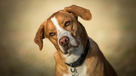 Gentle Canine Gaze in 4K wallpaper