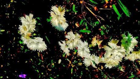 Beautiful white flowers wallpaper