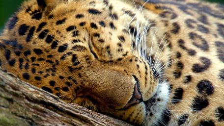 Majestic Leopard in Peaceful Slumber wallpaper