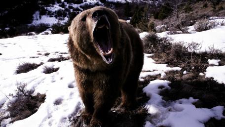 Majestic Brown Bear in Winter Snow wallpaper