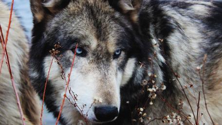 Majestic Wolf in Nature’s Embrace wallpaper