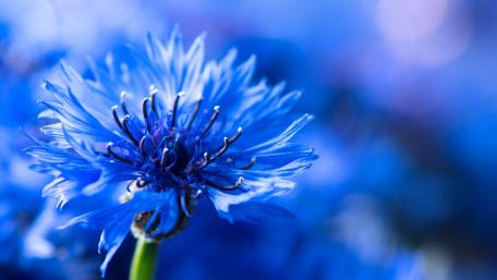 Blue flower wallpaper