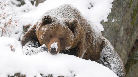 Majestic Grizzly Bear in a Winter Wonderland wallpaper