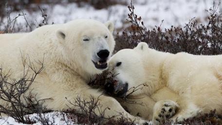 Polar Bears Embracing in Winter Wonderland wallpaper