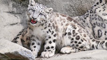 Snow leopard cub wallpaper