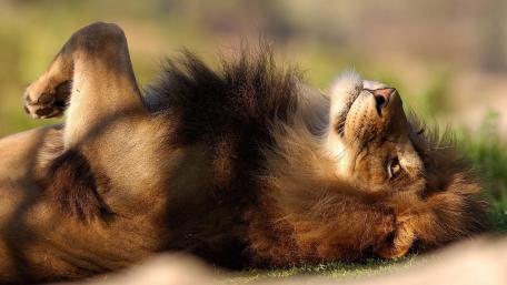 Lion back scratching wallpaper