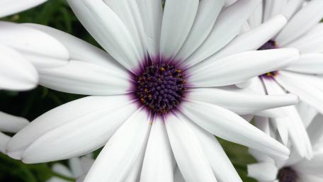 Osteospermum ecklonis wallpaper