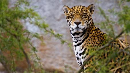 Majestic Jaguar in Its Natural Habitat wallpaper