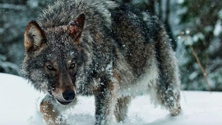 Winter Majesty A Snow-Covered Wolf in Motion wallpaper