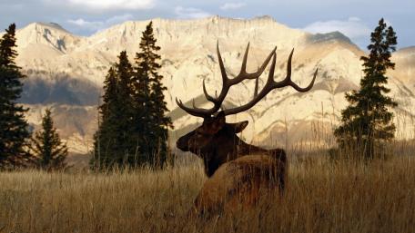 Majestic Deer in Serene Mountain Landscape wallpaper