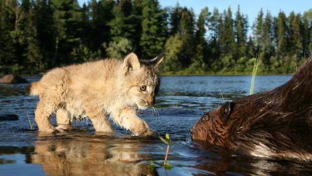 Baby lynx wallpaper