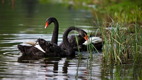 Elegant Black Swans Gracefully Swimming Together wallpaper