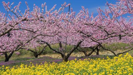 Blossoming Field of Spring Colors wallpaper
