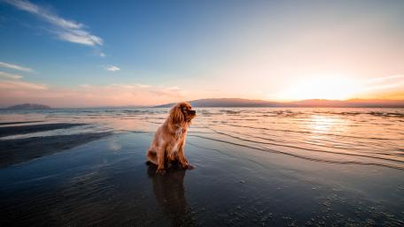 Sunset Serenity with a Loyal Companion wallpaper