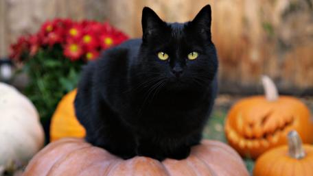 Halloween Black Cat in Pumpkin Patch wallpaper