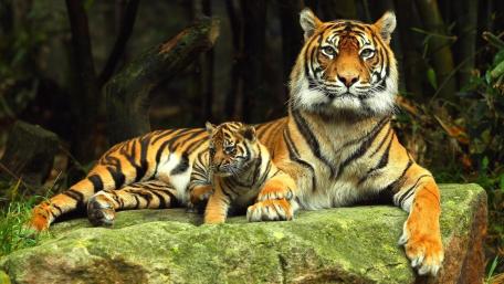 Mother Tiger and Cub Relaxing in the Wild wallpaper