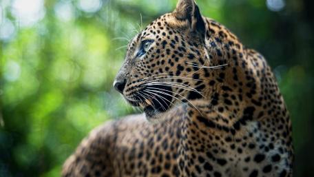 Majestic Leopard in Its Natural Habitat wallpaper