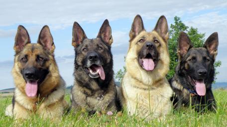 German Shepherd Quartet in Nature wallpaper