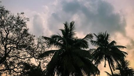 Serene Palm Tree Silhouette at Dusk wallpaper