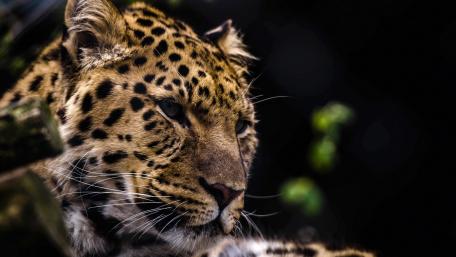 Majestic Leopard in Nature's Embrace wallpaper