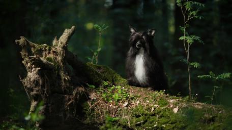 Silent Guardian in the Woods wallpaper