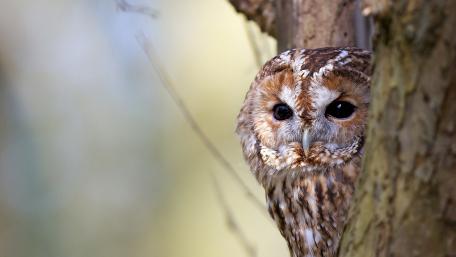Wise Owl Peering from Tree wallpaper