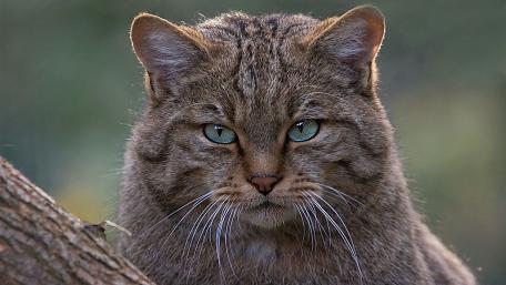 Majestic Wild Cat Wallpaper wallpaper