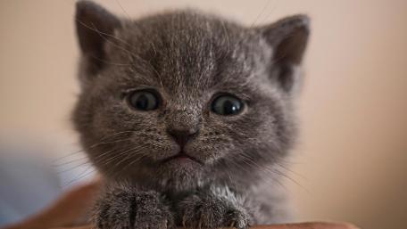 Adorable Gray Kitten Close-Up wallpaper