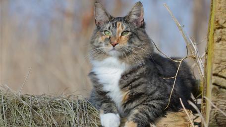 Norwegian Forest cat wallpaper