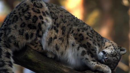Majestic Snow Leopard Relaxing in Nature wallpaper