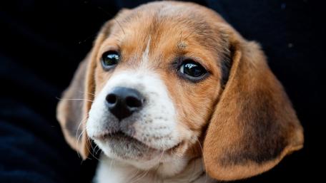 Adorable Beagle Puppy Wallpaper wallpaper