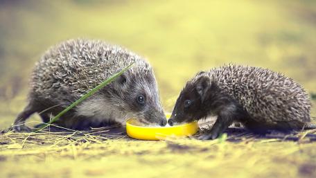Adorable Hedgehogs Sharing a Snack wallpaper