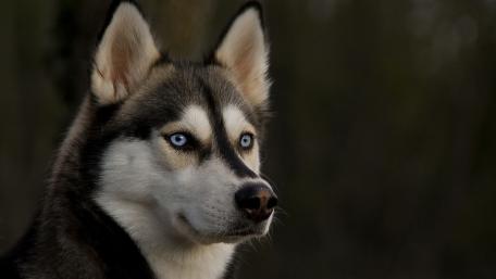 Siberian Husky in Serene Focus wallpaper