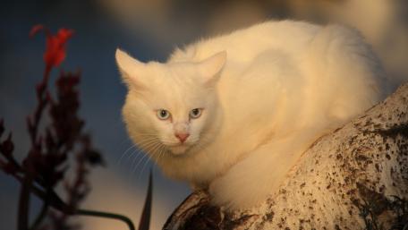 Majestic White Cat in Natural Habitat wallpaper