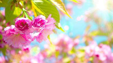 Radiant Pink Blossoms in Sunlight wallpaper