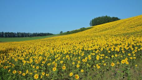Vibrant Yellow Fields Under Clear Blue Sky wallpaper