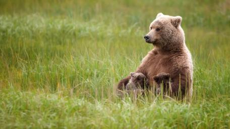 Majestic Bear in the Green Grasses of Nature wallpaper