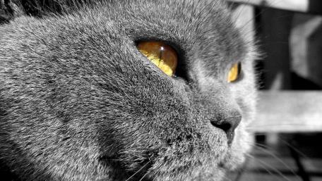 Majestic Grey Cat with Striking Eyes wallpaper